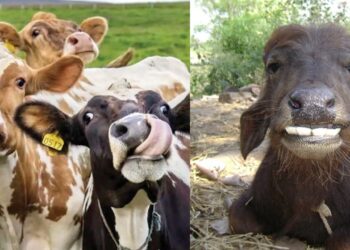 Cow Urine